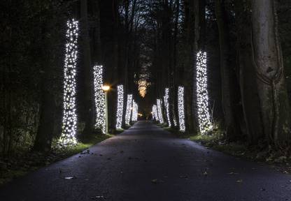 Christmas Lights Wrapped On Trees