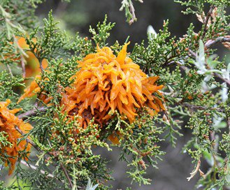 Orange Ball Rust On Juniper Davey Tree