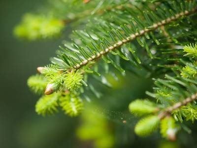 Christmas Tree Budding Or Growing Pine Cones Davey Tree
