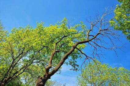 Tree With No Leaves