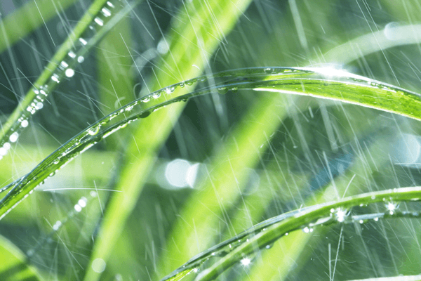 Soggy Lawn