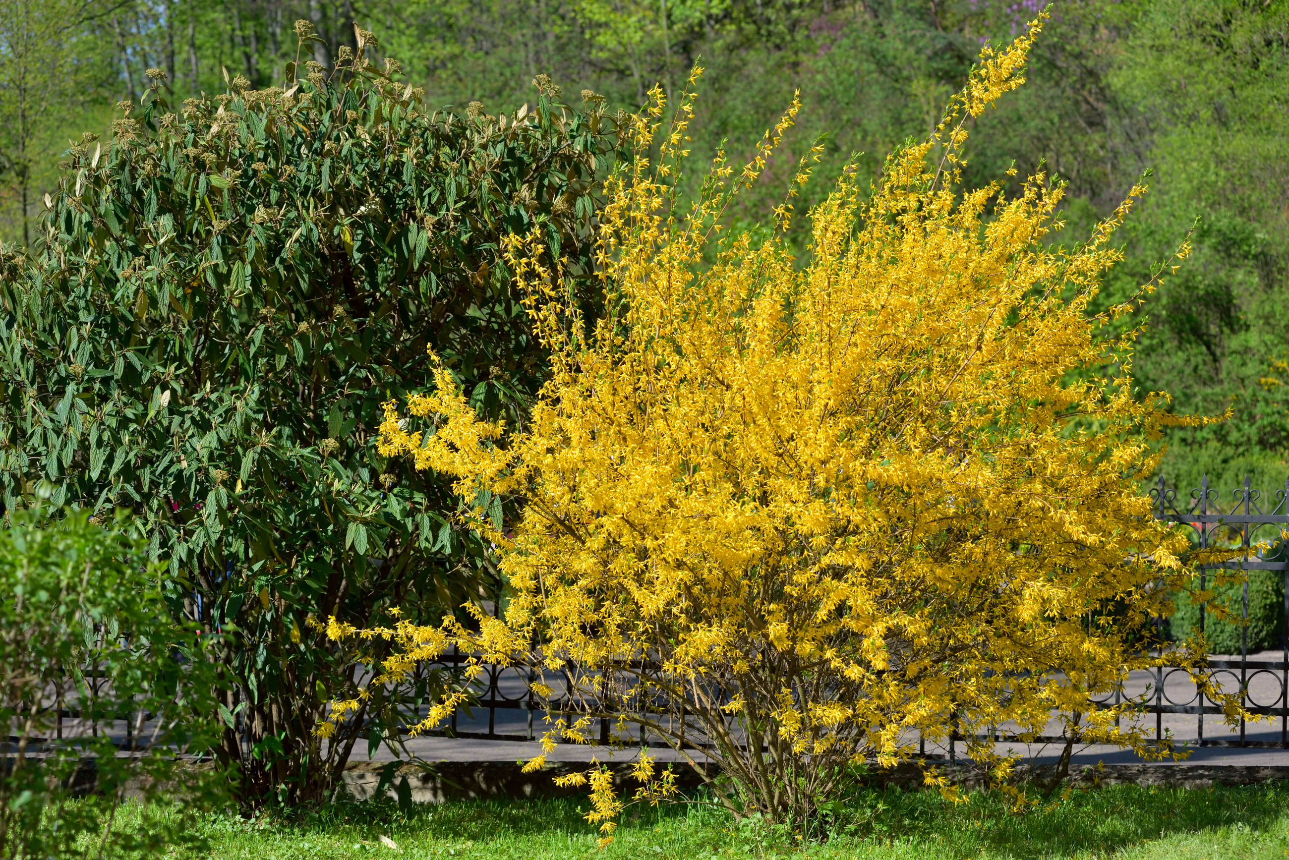 Forsythia