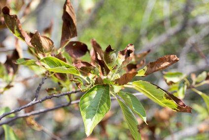 Leaf Scorch