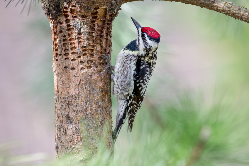 Woodpecker Damage Stock