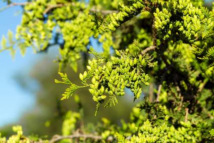 Arborvitae New Growth Rate Davey Tree