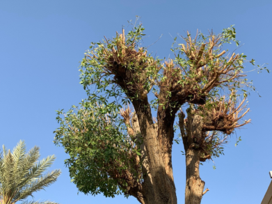 Tree Topping