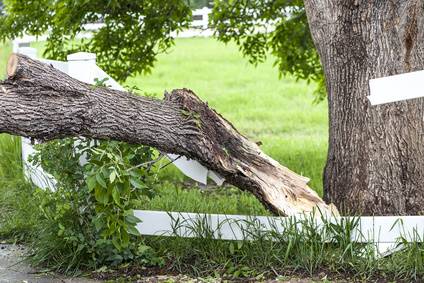 Sudden Limb Drop Fallen Branch In Yard Davey Tree