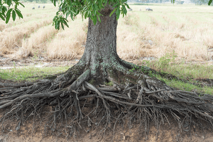 Davey Tree Tree Root Growth