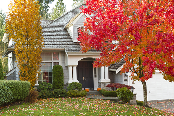 Best Trees To Plant In The Fall