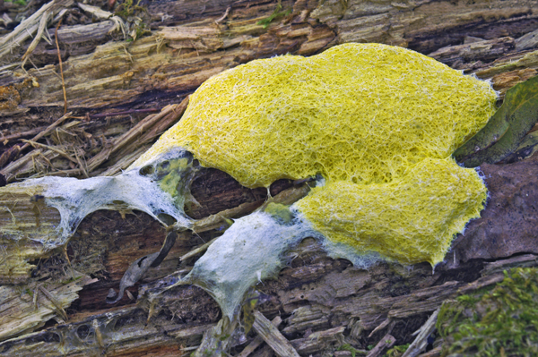 Fuligo Septica Dog Vomit Mold