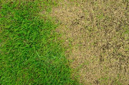 Landscaping Ideas For Where Grass Wont Grow