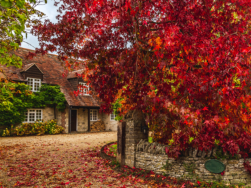 Fall Color