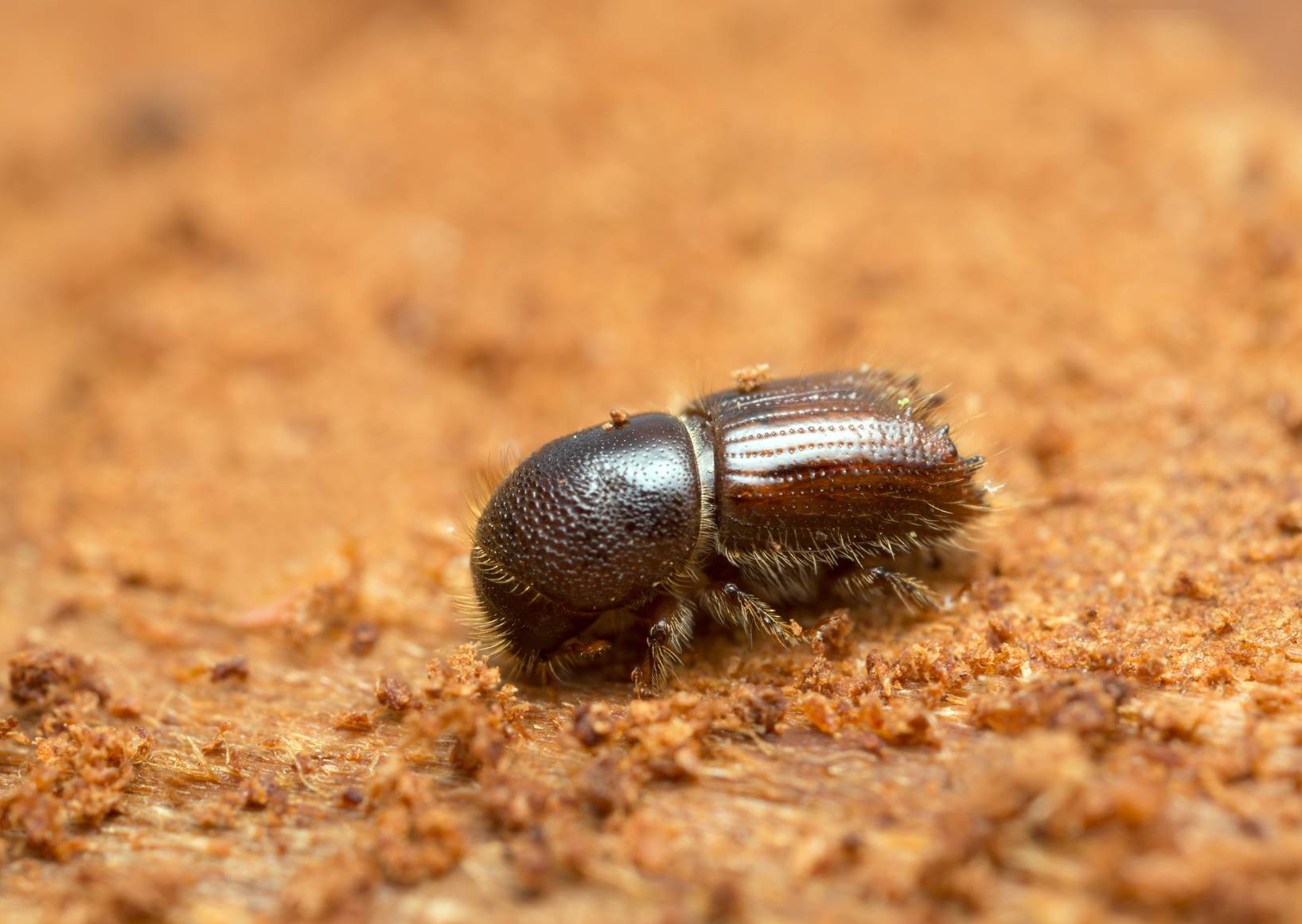 Fotolia 85089638 Ips Beetle M