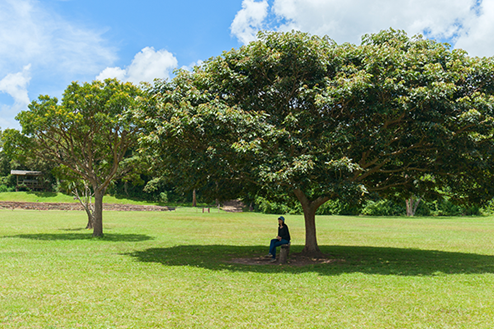 Best Trees For Shade