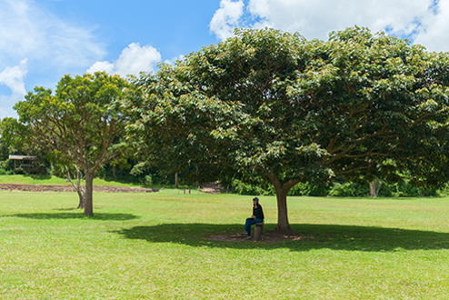 Best Trees For Shade