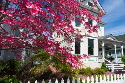 Best Dwarf Trees For Small Spaces Dogwood In Front Of House Davey Tree