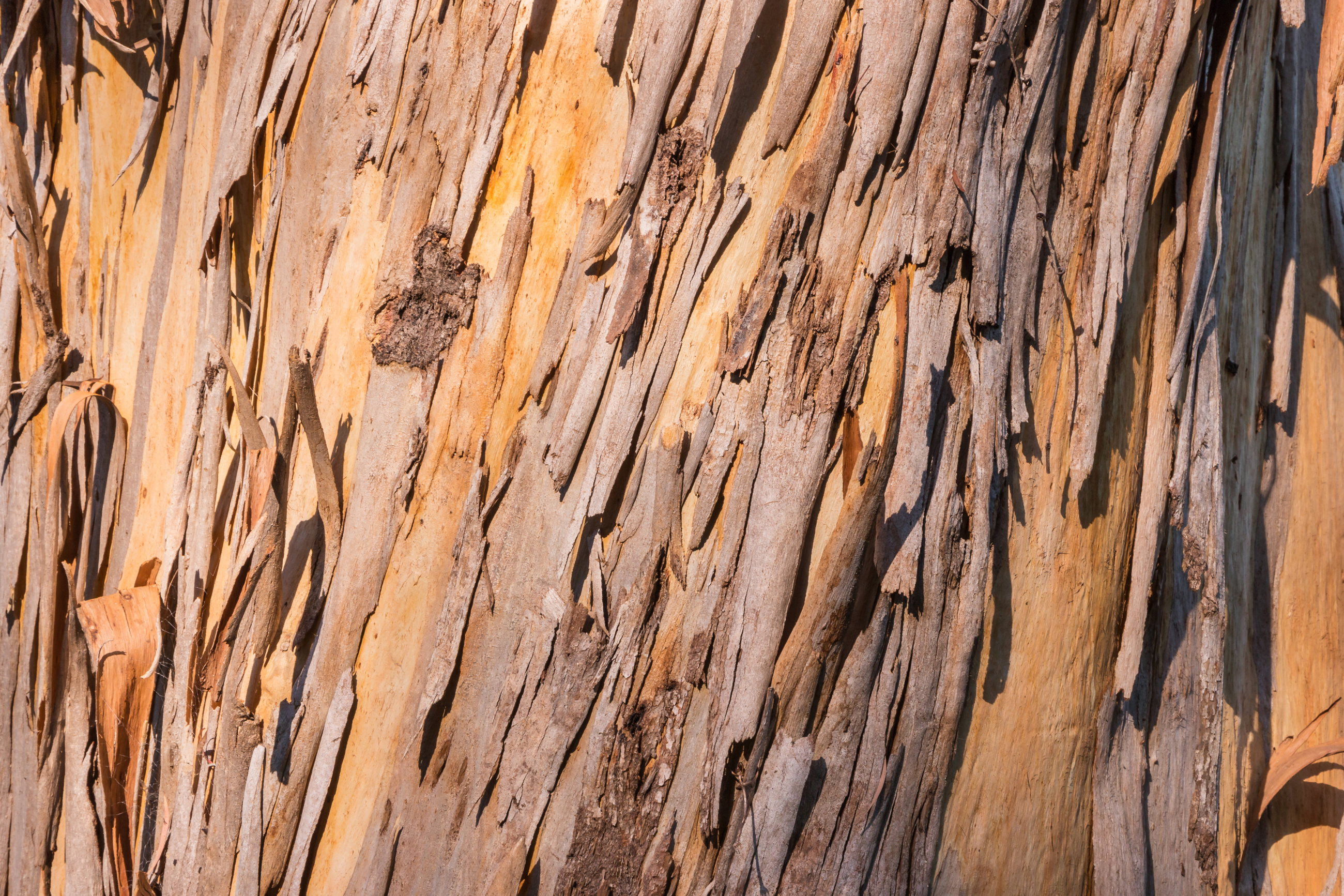 Eucalyptus Tree Bark