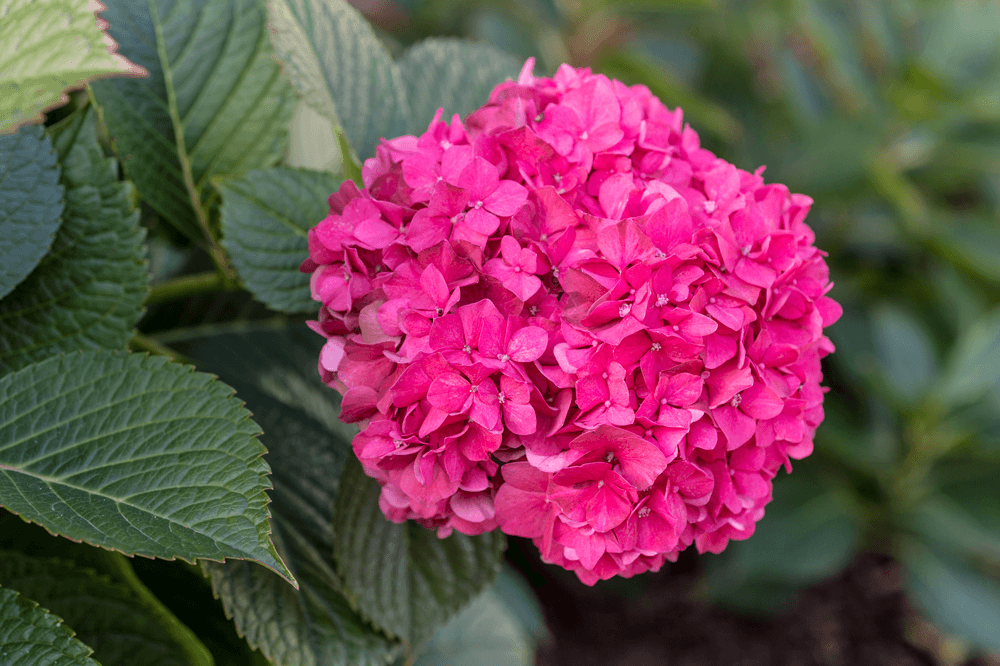 Hydrangea Plant Care