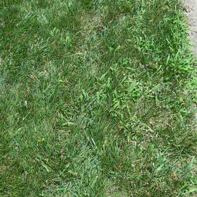 Identifying Crabgrass