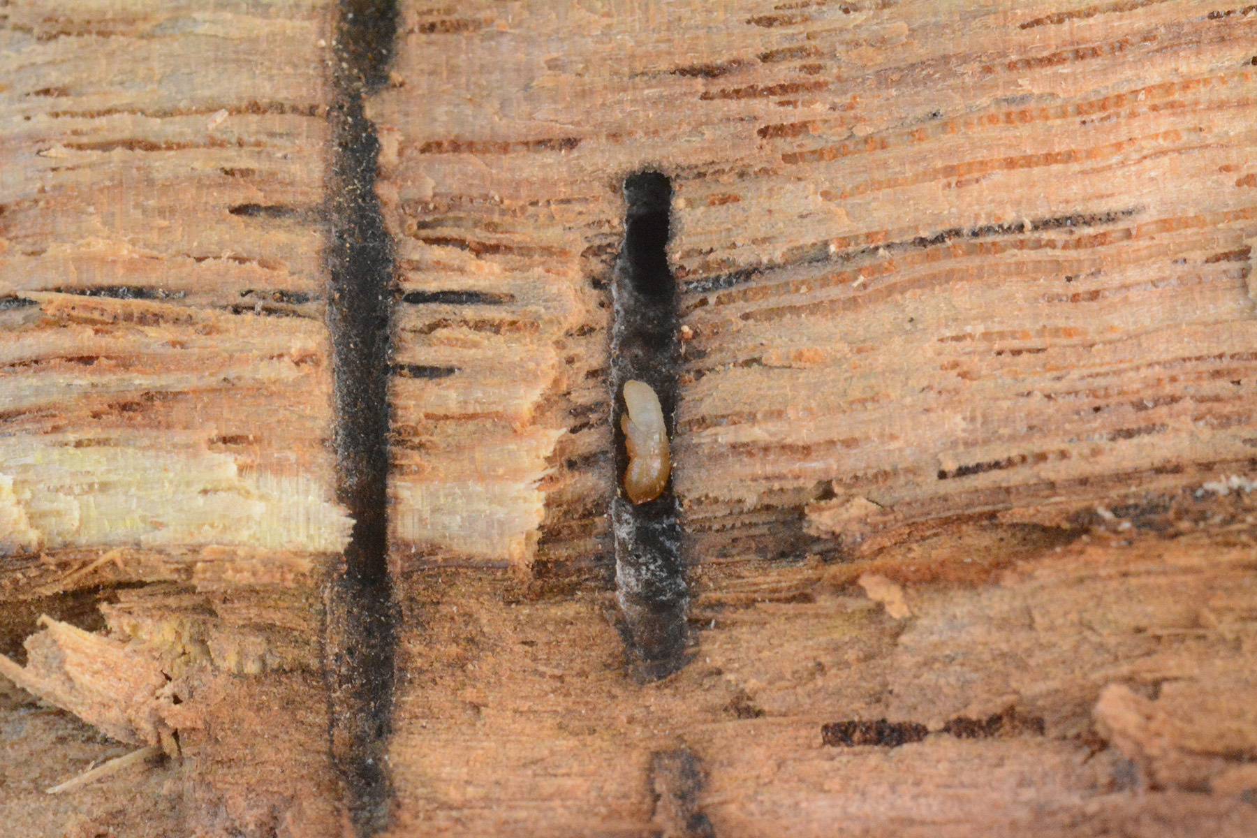 MOB Pupa Ingallery