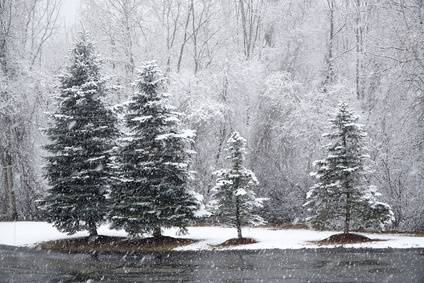 Davey Tree Salt Tolerant Evergreen Trees