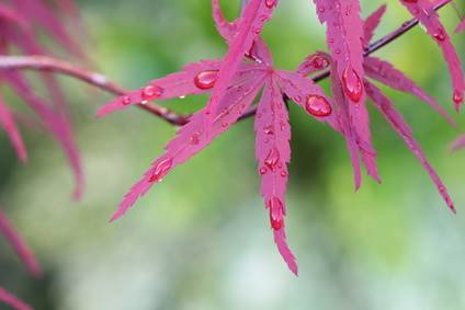 Spots On Japanese Maple Tree Leaf Davey Tree