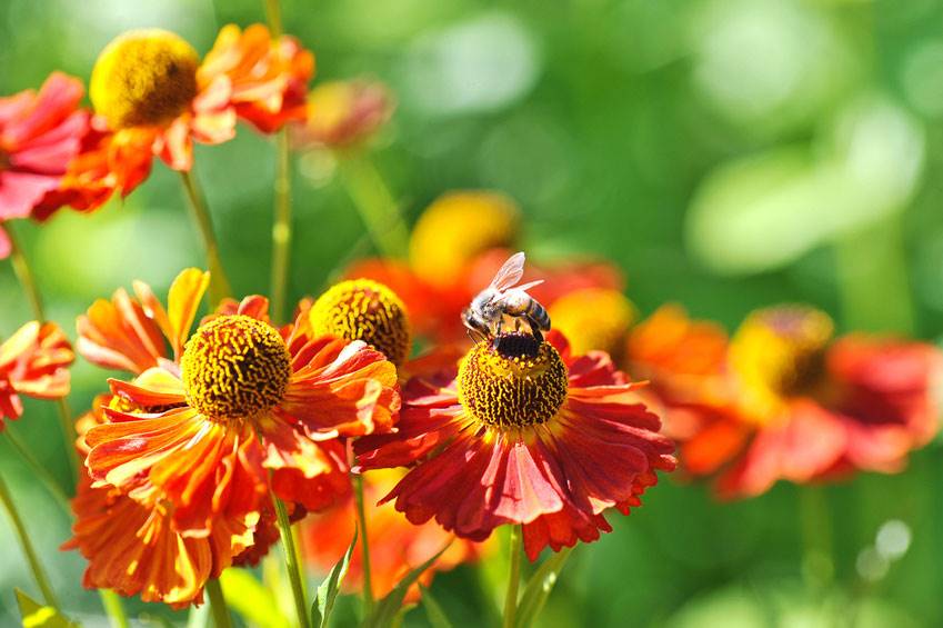 Bees