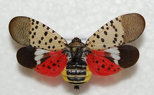 What Kills A Spotted Lanternfly