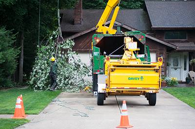 Tree Care Advice Storm Season Tree Safety