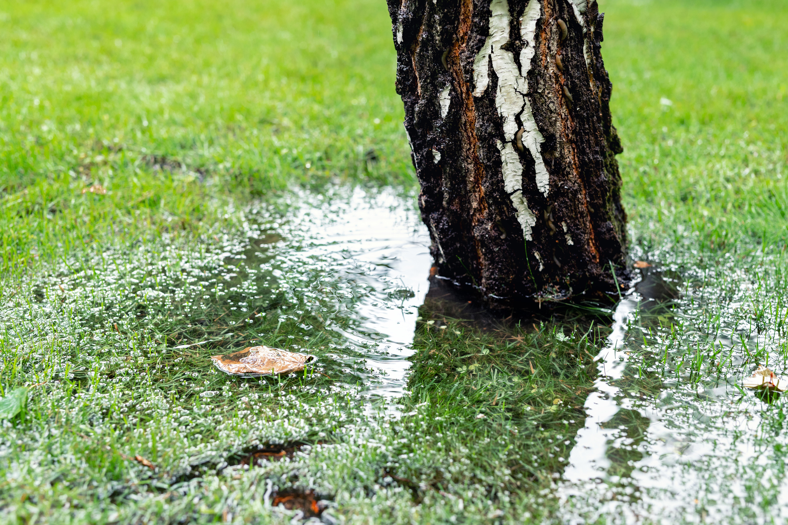 Tree In Standing Water