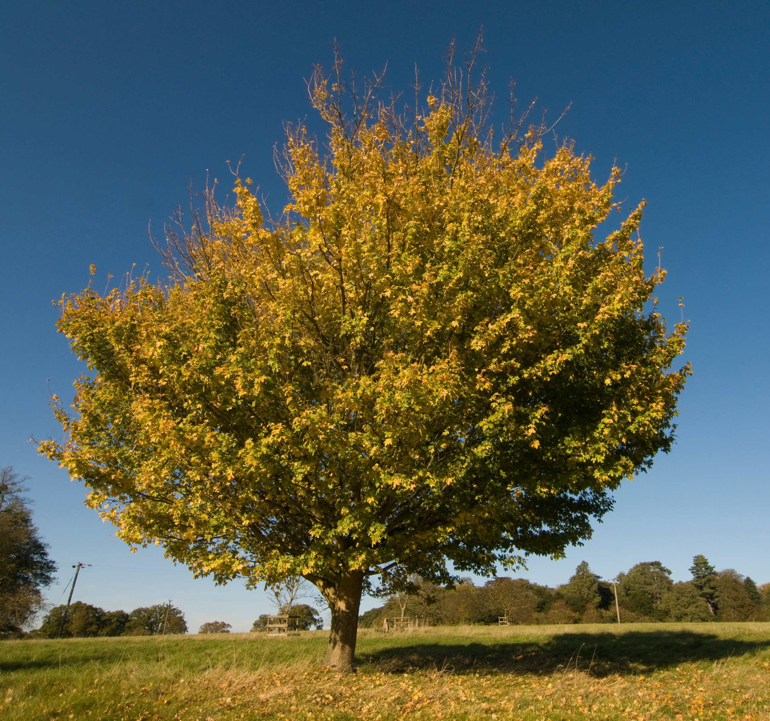 Hedge Maple. Acer Campestre