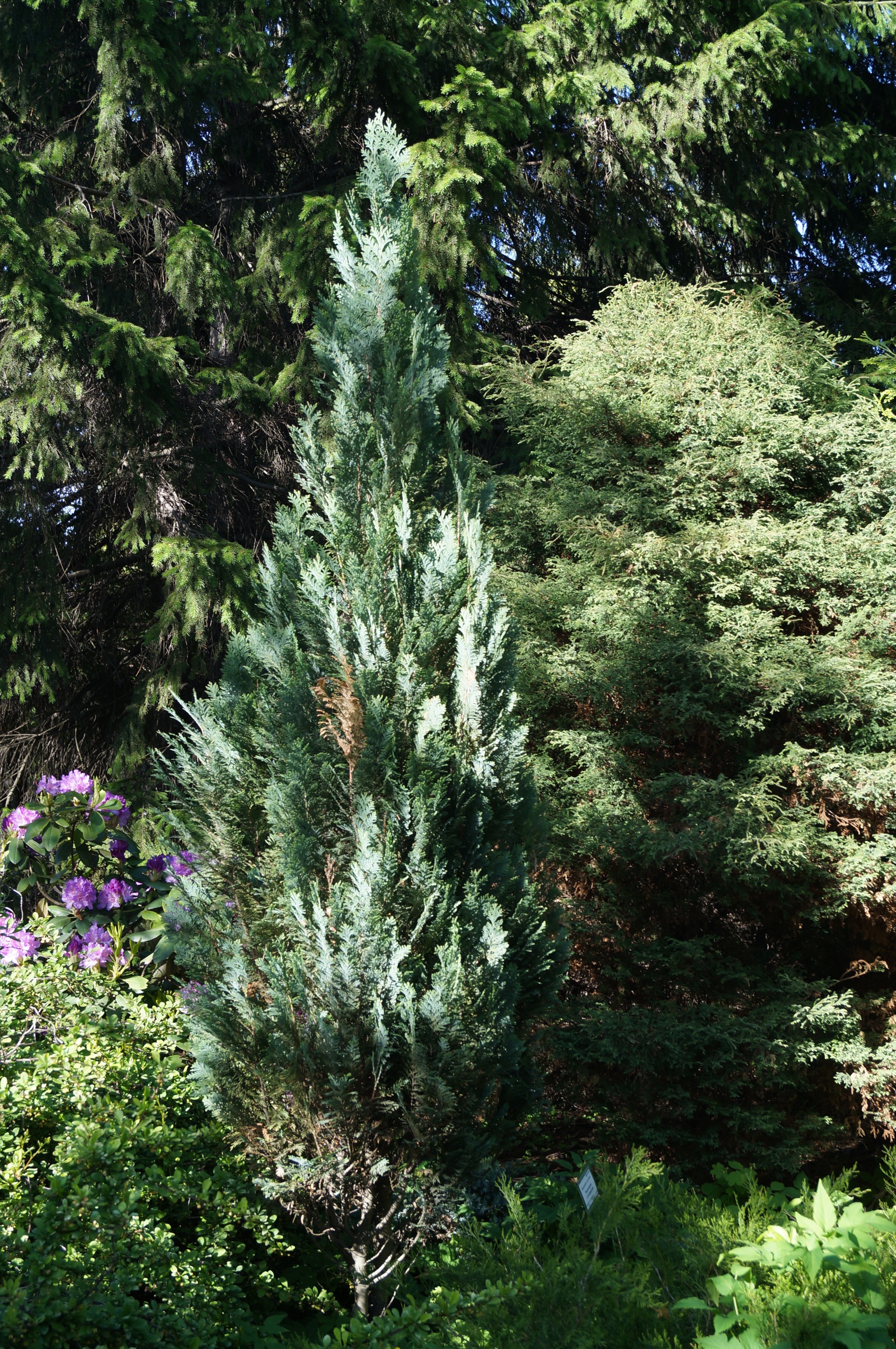 Rocky Mountain Juniper