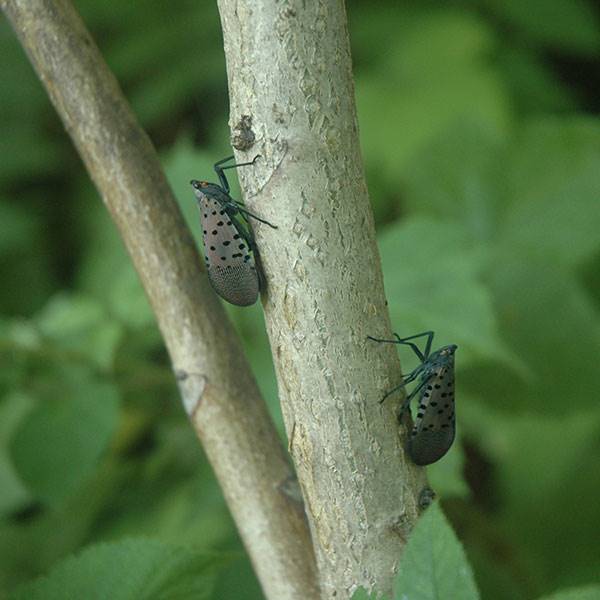 Spotted Lanternfly