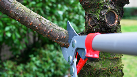 Pruning Tools