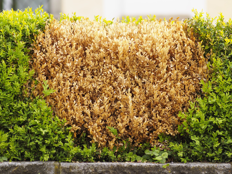 5 2 19 Shrub Dying