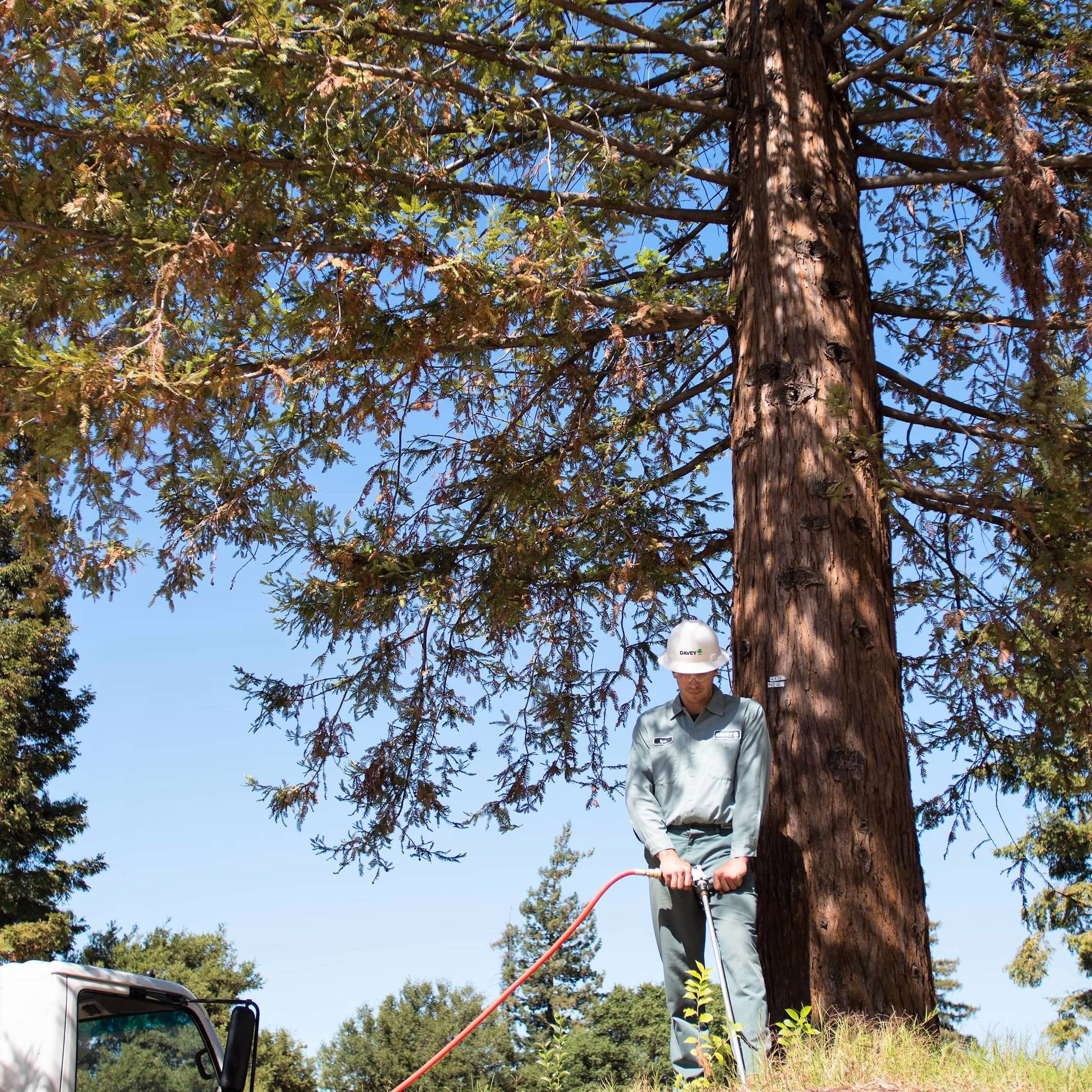 How To Save A Dying Redwood Brown Needles Drought Davey Tree