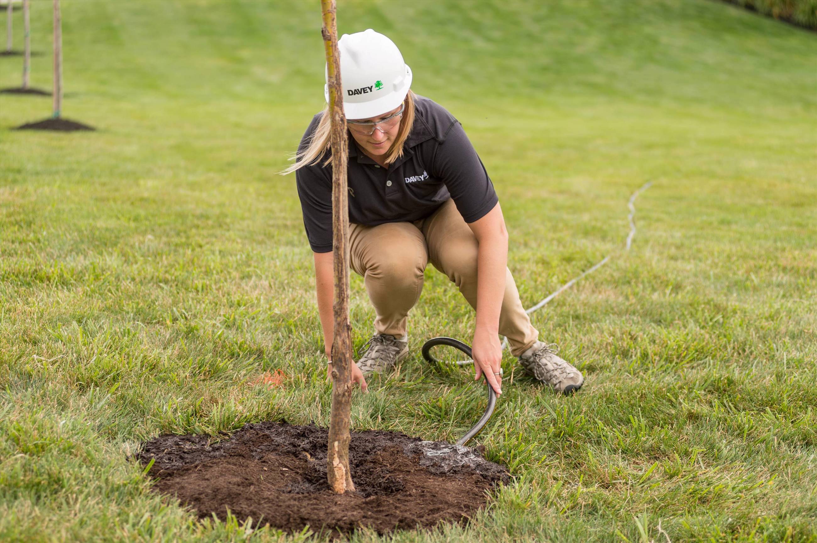 How Much Water Do Newly Planted Trees Need Davey Tree