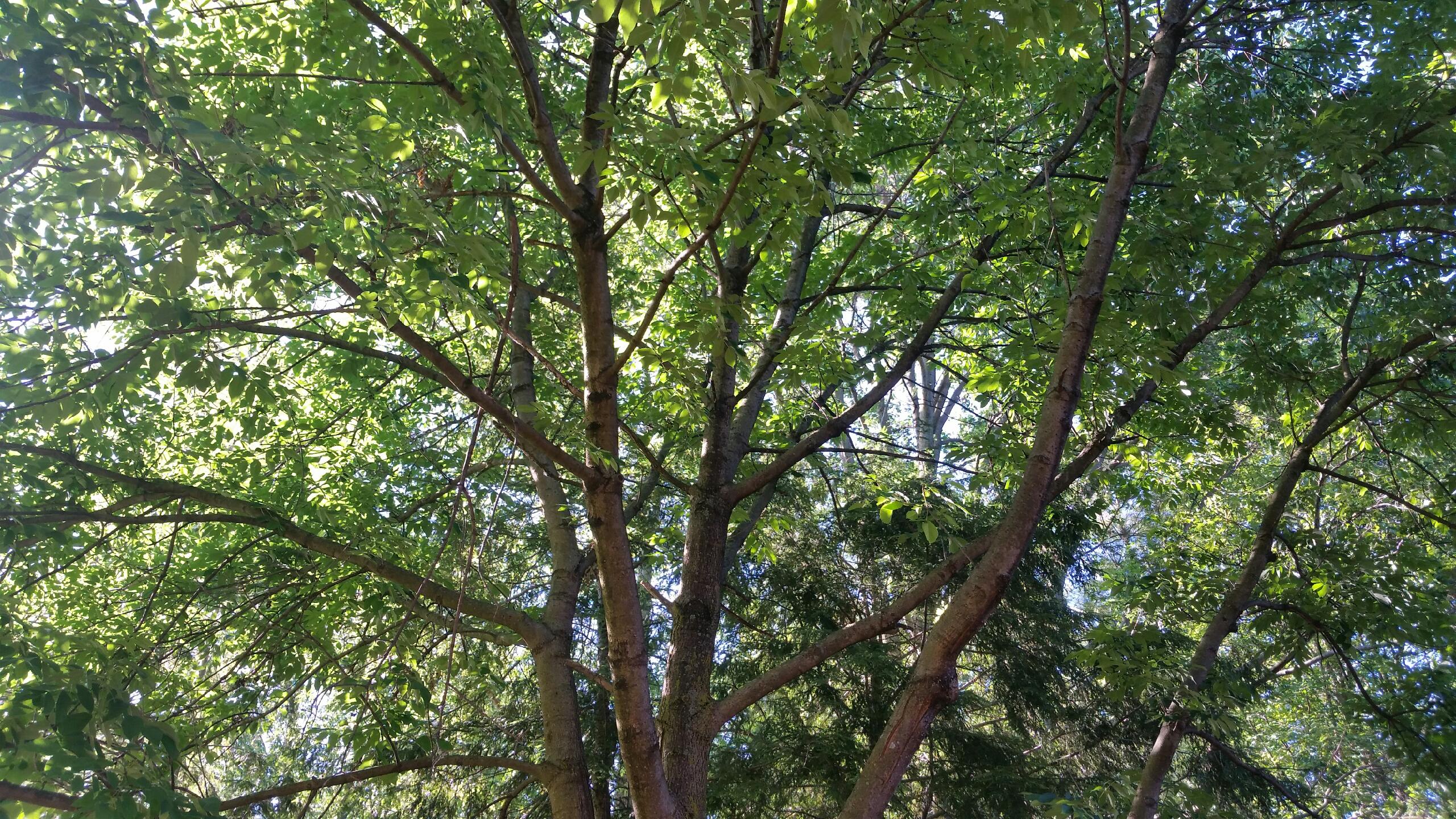 Davey Tree Ash Tree Replacements