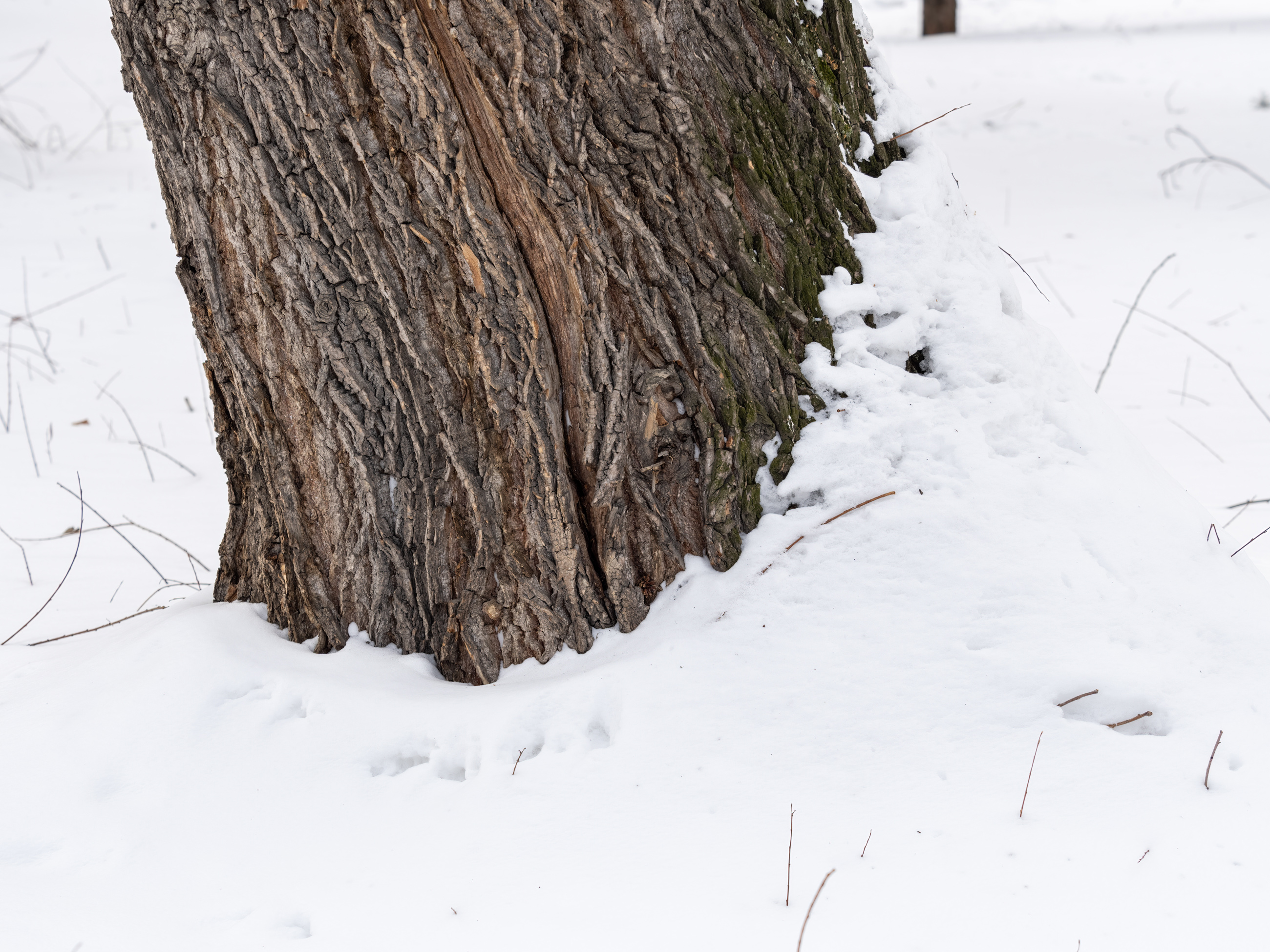 Snowy Tree Trunk With Crack
