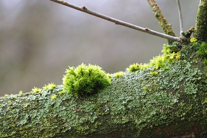 Tree Lichen Identification