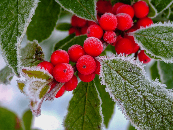 Winterberry Holly