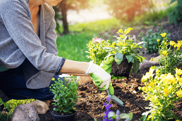 How To Plant A Flower Bed