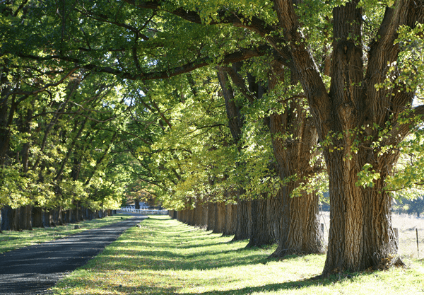 What Does An Elm Tree Look Like