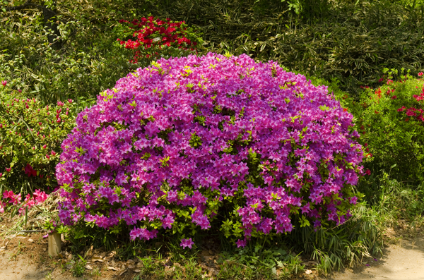 Azalea Rhododendrons