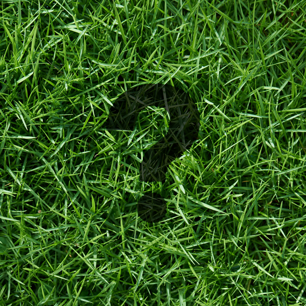 What Type Of Grass Do I Have
