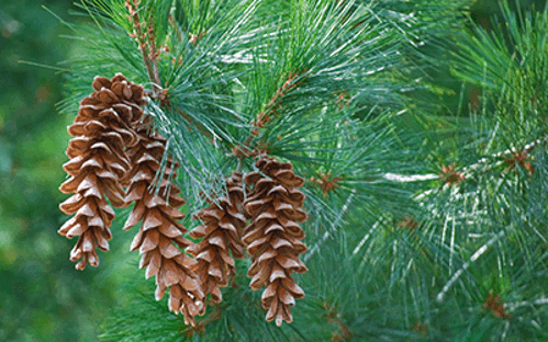 What Does White Pine Cones Look Like