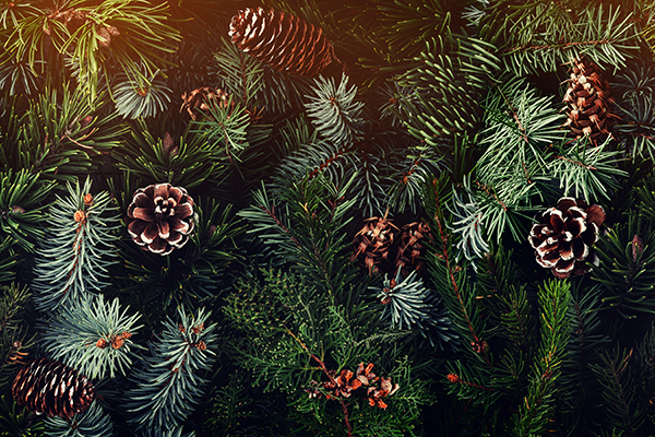 Evergreen Tree Identification Guide