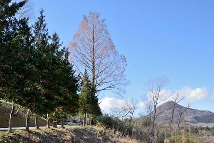 Pine Trees That Lose Needles In Winter Davey Tree