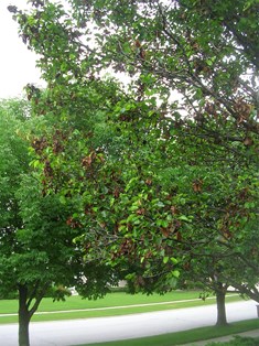 Brown Fruit And Branches On Bradford Pear Fire Blight Davey Tree