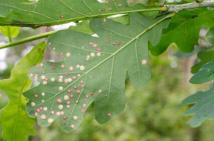 Oak Leaf Blister